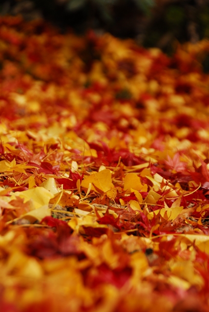 秋色絨毯１