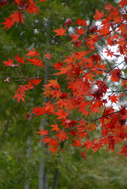 竹と紅葉