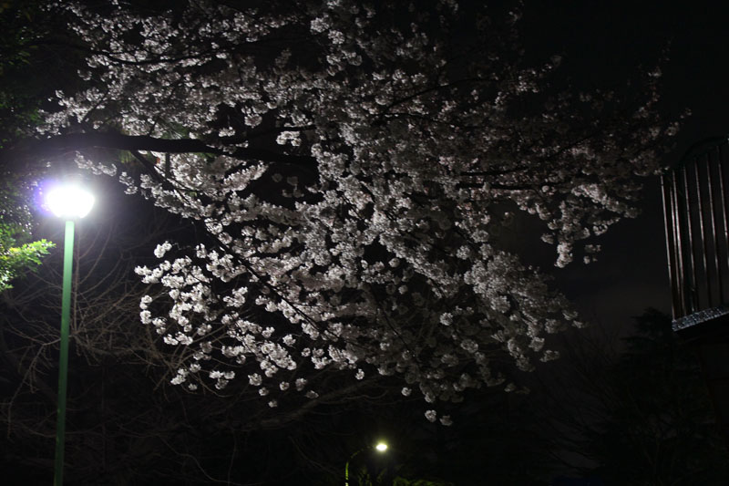駿府公園の夜桜　120330