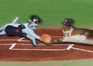 野球猫プリン