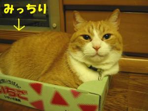 箱猫２