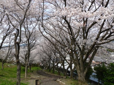 桜階段