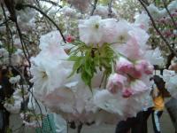 松月桜