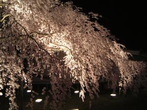 醍醐寺夜桜３
