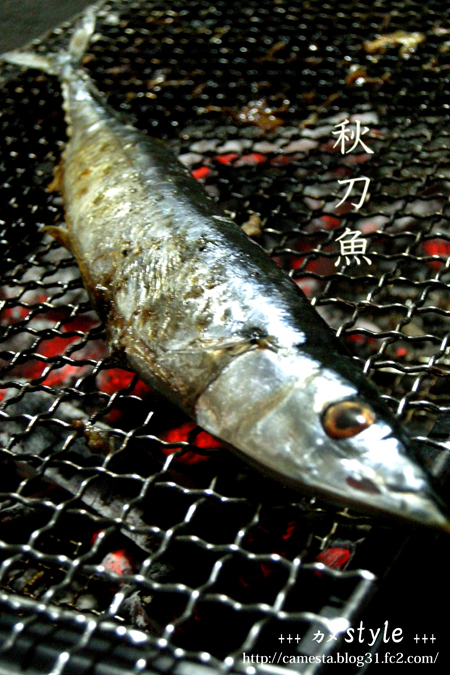 秋刀魚1