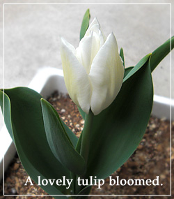 tulip.jpg