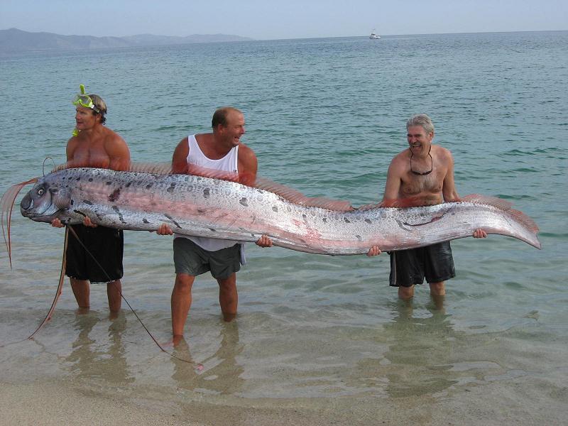 リュウグウノツカイ 全長は5.5mほどだが、10mほどになるものもいる。硬骨魚類の中では世界最長である。.jpg