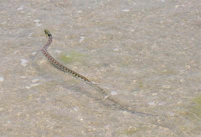 水面を泳いでいくヘビ