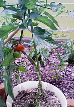 トマトの成長