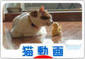 にほんブログ村 猫ブログ 猫動画へ