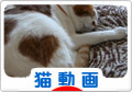にほんブログ村 猫ブログ 猫動画へ