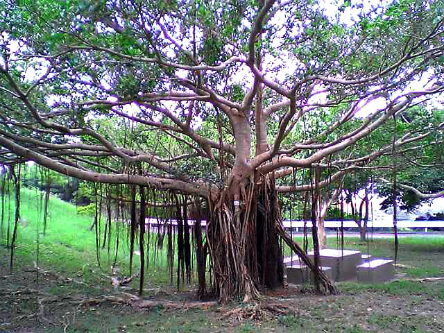 沖縄の樹木 植物