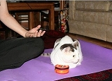 yoga_cat