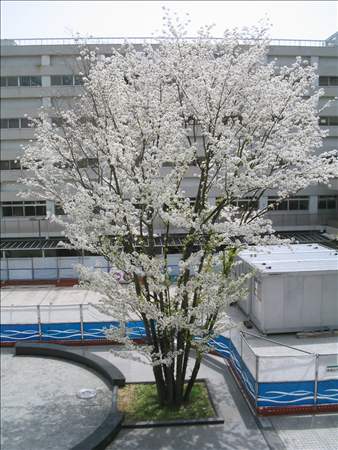 帝塚山大学玄関の山桜