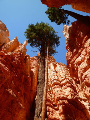 Bryce Canyon National Park 6