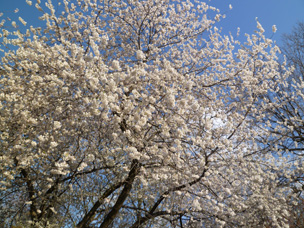 Cherry Blossom 2