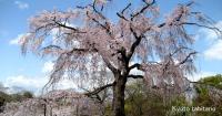 旅楽　桜