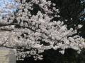 立田山の桜