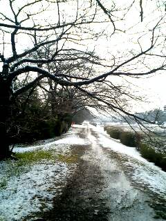 雪の散歩道
