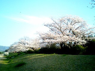 土手の桜②