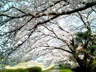 桜のトンネル④