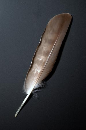 オオタカの羽根