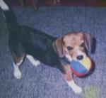 beagle:akemi soeda