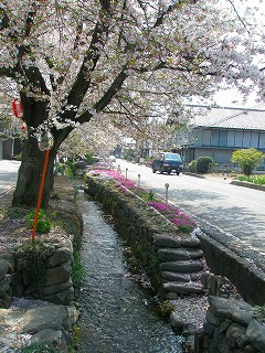 甘楽桜祭り 014