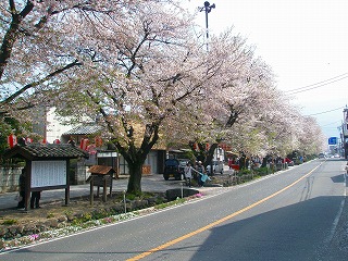 甘楽桜祭り 057
