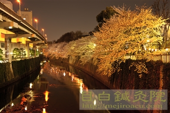 20120405夜桜見物4
