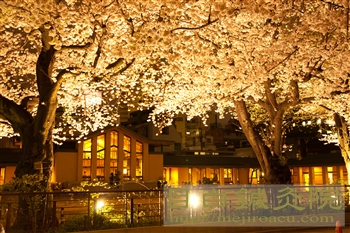 20120406自由学園夜桜3