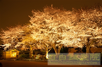 20120406自由学園夜桜2