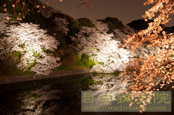 20120409千鳥ヶ淵の夜桜