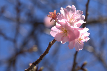 2012河津桜開花！河津桜が咲きました！
