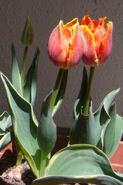 tulip-red.jpg