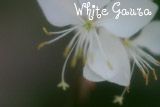 WhiteGaura
