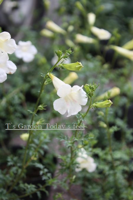 T’s Garden Healing Flowers‐インカビレア