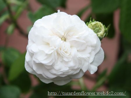 T’s Garden Healing Flowers‐Comtesse de Murinais