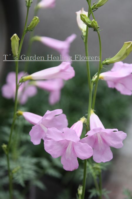 T’s Garden Healing Flowers‐インカビレア