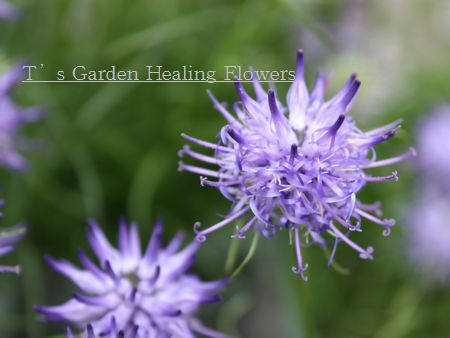 T’s Garden Healing Flowers‐玉シャジン