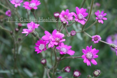 T’s Garden Healing Flowers‐セネシオ・ポリオドン