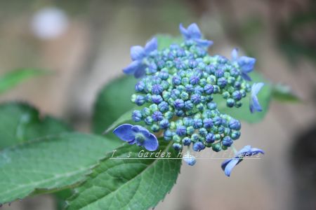 T’s Garden Healing Flowers‐山アジサイ・七変化