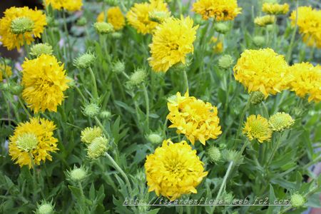 T’s Garden Healing Flowers‐ガイラルディア・イエロープルーム
