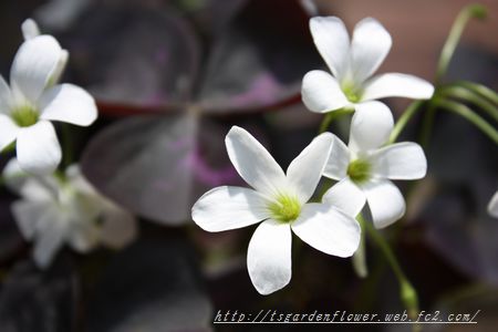 T’s Garden Healing Flowers‐オキザリス・トリアングラリス(白花)