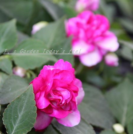T’s Garden Healing Flowers‐八重咲きインパ・ウイリー
