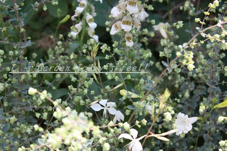 T’s Garden Healing Flowers‐寄せ植え・花オレガノ