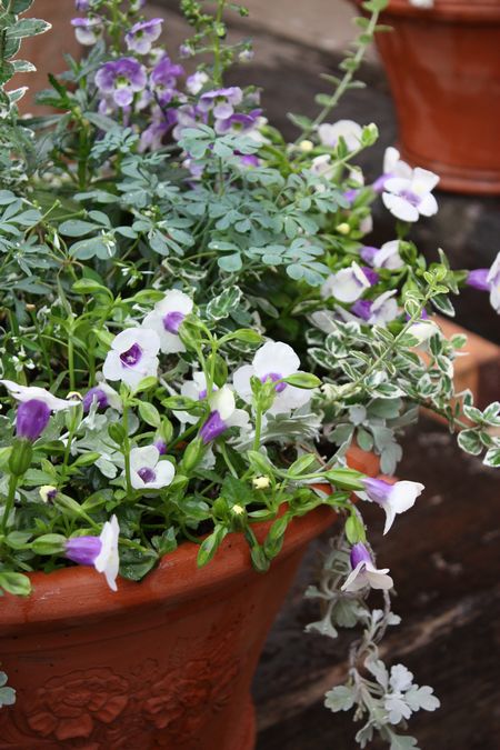T’s Garden Healing Flowers‐夏の寄せ植え