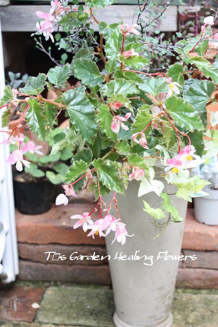 T’s Garden Healing Flowers‐木立ベコ寄せ植え