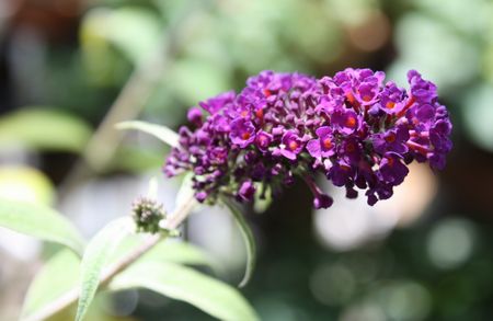 T’s Garden Healing Flowers‐ブッドレア・ブラックナイト