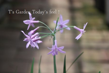 T’s Garden Healing Flowers‐ツルバキア